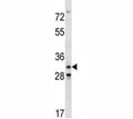 Cdk4 antibody western blot analysis in mouse NIH3T3 lysate.