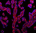 Immunofluorescent staining of FFPE human placental tissue with CD31 antibody (red) and DAPI nuclear stain (blue). HIER: steam section in pH8 EDTA buffer for 20 min.