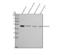 Western blot analysis of Septin7a/b protein using Zebrafish Septin7 antibody and 1) zebrafish head, 2) whole female zebrafish, 3) whole male zebrafish and 4) zebrafish embryo tissue lysate. Predicted molecular weight ~50 kDa.