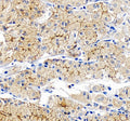 Immunohistochemical staining of OCLN using anti-OCLN antibody rabbit polyclonal. OCLN was detected in a paraffin-embedded section of human stomach tissue. Heat mediated antigen retrieval was performed in EDTA buffer (pH 8.0, epitope retrieval solution). The tissue section was blocked with 10% goat serum. The tissue section was then incubated with 2 ug/ml rabbit anti-OCLN antibody overnight at 4oC. Peroxidase Conjugated Goat Anti-rabbit IgG was used as secondary antibody and incubated for 30 min at 37oC.