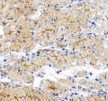 Immunohistochemical staining of OCLN using anti-OCLN antibody rabbit polyclonal. OCLN was detected in a paraffin-embedded section of human stomach tissue. Heat mediated antigen retrieval was performed in EDTA buffer (pH 8.0, epitope retrieval solution). The tissue section was blocked with 10% goat serum. The tissue section was then incubated with 2 ug/ml rabbit anti-OCLN antibody overnight at 4oC. Peroxidase Conjugated Goat Anti-rabbit IgG was used as secondary antibody and incubated for 30 min at 37oC.