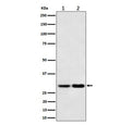 Western blot testing of 1) human 293T and 2) mouse NIH 3T3 cell lysate with MTAP antibody. Expected molecular weight: 26-38 kDa (multiple isoforms).