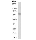 Western blot testing of NIH3T3 lysate with MTHFR antibody at 0.3ug/ml. Predicted molecular weight: ~75kDa.