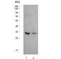 Western blot testing of human 1) HepG2 and 2) 293T cell lysate with Max-like protein X antibody. Predicted molecular weight ~33 kDa, commonly observed at 30-50 kDa.