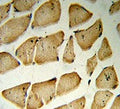 IHC testing of FFPE human skeletal muscle tissue with Microfibrillar-associated protein 5 antibody. HIER: steam section in pH6 citrate buffer for 20 min and allow to cool prior to staining.