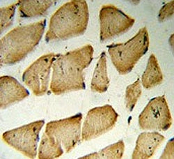 IHC testing of FFPE human skeletal muscle tissue with Microfibrillar-associated protein 5 antibody. HIER: steam section in pH6 citrate buffer for 20 min and allow to cool prior to staining.