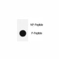 Dot blot analysis of phospho-KLF4 antibody. 50ng of phos-peptide or nonphos-peptide per dot were spotted.