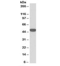 Western blot testing of HeLa lysate with Keratin 18 antibody at 0.1ug/ml. Predicted molecular weight: ~48kDa.