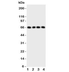 Western blot testing of human 1) SK-OV-3, 2) U-2 0S, 3) HeLa and 4) SMMC-7721 cell lysate. Expected molecular weight ~66 kDa (unmodified), 85-95 kDa (glycosylated).