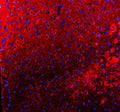 Immunofluorescent staining of TIGAR using anti-TIGAR antibody (red). TIGAR was detected in a paraffin-embedded section of mouse cerebellum tissue. Heat mediated antigen retrieval was performed in EDTA buffer (pH 8.0, epitope retrieval solution). The tissue section was blocked with 10% goat serum. The tissue section was then incubated with 5 ug/ml rabbit anti-TIGAR antibody overnight at 4oC. Cy3 Conjugated Goat Anti-Rabbit IgG was used as secondary antibody at 1:500 dilution and incubated for 30 min at 37oC.