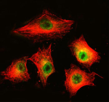 Immunofluorescent staining of MAML3 using anti-MAML3 antibody (green) and anti-Beta Tubulin antibody (red). MAML3 was detected in an immunocytochemical section of cells. Enzyme antigen retrieval was performed using IHC enzyme antigen retrieval reagent for 15 mins. The cells were blocked with 10% goat serum. And then incubated with 5 ug/ml rabbit anti-MAML3 antibody and mouse anti-Beta Tubulin antibody overnight at 4oC.