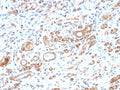 IHC testing of FFPE human liver tissue with recombinant HSP60 antibody (clone HSPD1/2206R). HIER: boil tissue sections in 10mM citrate buffer, pH6, for 10-20 min followed by cooling at RT for 20 min.