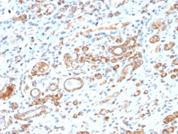 IHC testing of FFPE human liver tissue with recombinant HSP60 antibody (clone HSPD1/2206R). HIER: boil tissue sections in 10mM citrate buffer, pH6, for 10-20 min followed by cooling at RT for 20 min.