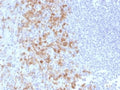 IHC testing of FFPE human spleen with PSGL-1 antibody (clone PSGL1/1601). Recommended HIER: boil tissue sections in 10mM Tris with 1mM EDTA, pH 9.0 for 10-20 min.