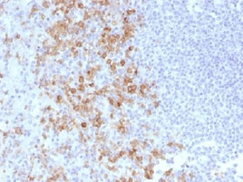 IHC testing of FFPE human spleen with PSGL-1 antibody (clone PSGL1/1601). Recommended HIER: boil tissue sections in 10mM Tris with 1mM EDTA, pH 9.0 for 10-20 min.