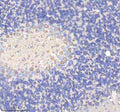 Immunohistochemical staining of YWHAH using anti-YWHAH antibody. YWHAH was detected in a paraffin-embedded section of mouse cerebellum tissue. Heat mediated antigen retrieval was performed in EDTA buffer (pH 8.0, epitope retrieval solution). The tissue section was blocked with 10% goat serum. The tissue section was then incubated with 2 ug/ml rabbit anti-YWHAH antibody overnight at 4oC. Peroxidase Conjugated Goat Anti-rabbit IgG was used as secondary antibody and incubated for 30 min at 37oC.