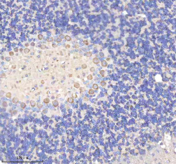 Immunohistochemical staining of YWHAH using anti-YWHAH antibody. YWHAH was detected in a paraffin-embedded section of mouse cerebellum tissue. Heat mediated antigen retrieval was performed in EDTA buffer (pH 8.0, epitope retrieval solution). The tissue section was blocked with 10% goat serum. The tissue section was then incubated with 2 ug/ml rabbit anti-YWHAH antibody overnight at 4oC. Peroxidase Conjugated Goat Anti-rabbit IgG was used as secondary antibody and incubated for 30 min at 37oC.