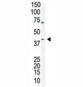 Oct4 antibody used in western blot to detect OCT4 in A375 cell lysate. Predicted molecular weight ~38/30kDa (isoform A/B), commonly observed at 38-45 kDa.