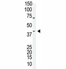 Oct4 antibody used in western blot to detect OCT4 in A375 cell lysate. Predicted molecular weight ~38/30kDa (isoform A/B), commonly observed at 38-45 kDa.