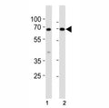 Western blot analysis of lysate from mouse (1) small intestine and (2) testis tissue lysate using Klf4 antibody at 1:1000. Predicted molecular weight: 50-60 kDa + possible ~75 kDa (phosphorylated form).