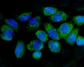 Immunofluorescent staining of FFPE human Caco-2 cells with Cytochrome C antibody (green) and DAPI nuclear stain (blue). HIER: steam section in pH6 citrate buffer for 20 min.