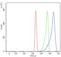 Flow cytometry testing of human HL60 cells with SCYL1 antibody at 1ug/million cells (blocked with goat sera); Red=cells alone, Green=isotype control, Blue= SCYL1 antibody.