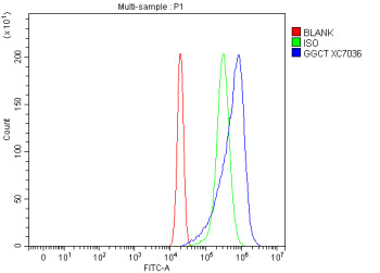 Flow Cytometry analysis of RT4 cells using anti-GGCT antibody. Overlay histogram showing RT4 cells stained with (Blue line). To facilitate intracellular staining, cells were fixed with 4% paraformaldehyde and permeabilized with permeabilization buffer. The cells were blocked with 10% normal goat serum. And then incubated with rabbit anti-GGCT antibody (1 ug/million cells) for 30 min at 20oC.