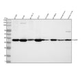 Western blot analysis of C4orf49/MGARP using anti-MGARP antibody. Lane 1: human whole cell lysates, Lane 2: human whole cell lysates, Lane 3: human SK-OV-3 whole cell lysates, Lane 4: human 293T whole cell lysates, Lane 5: rat brain tissue lysates, Lane 6: rat testis tissue lysates, Lane 7: mouse brain tissue lysates, Lane 8: mouse testis tissue lysates. After electrophoresis, proteins were transferred to a nitrocellulose membrane at 150 mA for 50-90 min.