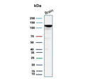 Western blot testing of human brain tissue lysate with Hexokinase 1 antibody (clone HK1/9504). Predicted molecular weight ~120 kDa.