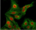 Immunofluorescent staining of FFPE human A549 cells with RPB2 antibody (red) and Beta Tubulin mAb (green). HIER: steam section in pH6 citrate buffer for 20 min.