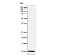 Western blot testing of human A673 cell lysate with NDUFA1 antibody. Predicted molecular weight ~8 kDa.