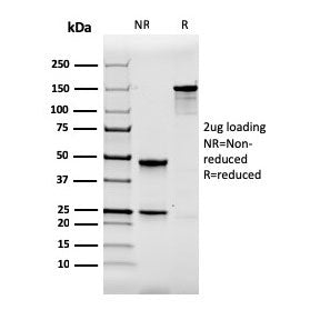 SDS-PAGE analysis of purified, BSA-free Calbindin 1 antibody as confirmation of integrity and purity.