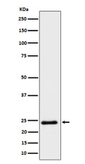 Western blot analysis of Mras expression in human HeLa cell lysate using MRAS antibody. Predicted molecular weight ~24 kDa.