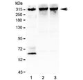 Western blot testing of 1) human SHG-44 (glioma), 2) rat brain and 3) mouse brain lysate with IP3R antibody at 1ug/ml. Predicted molecular weight ~314 kDa.