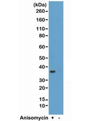 Western blot test of HeLa cell lysate, treated or untreated with anisomycin, using recombinant phospho-p38 antibody at 1:2000.