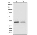 Western blot testing of 1) human HeLa and 2) human SK-BR-3 cell lysate with WNT2 antibody. Predicted molecular weight ~40 kDa.