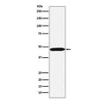 Western blot testing of human Ramos cell lysate with ACTL6A antibody. Expected molecular weight: 47-53 kDa.