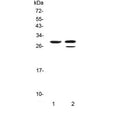Western blot testing of 1) rat pancreas and 2) mouse pancreas with Kallikrein-1 antibody. Predicted molecular weight ~29 kDa.