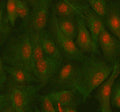 Immunofluorescent staining of MAZ using anti-MAZ antibody (red) and anti-Beta Tubulin antibody (green). MAZ was detected in immunocytochemical section of cell. Enzyme antigen retrieval was performed using IHC enzyme antigen retrieval reagent for 15 mins. The cells were blocked with 10% goat serum. And then incubated with 5 ug/ml rabbit anti-MAZ antibody and mouse anti-Beta Tubulin antibody overnight at 4oC.