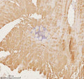 Immunohistochemical staining of MAP4K3 using anti-MAP4K3 antibody. MAP4K3 was detected in a paraffin-embedded section of human skeletal muscle tissue. Heat mediated antigen retrieval was performed in EDTA buffer (pH 8.0, epitope retrieval solution). The tissue section was blocked with 10% goat serum. The tissue section was then incubated with 2 ug/ml rabbit anti-MAP4K3 antibody overnight at 4oC. Peroxidase Conjugated Goat Anti-rabbit IgG was used as secondary antibody and incubated for 30 min at 37oC.
