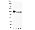 Western blot testing of HSPA2 antibody and Lane 1: rat testis; 2: human A549; 3: MCF-7; 4: HeLa cell lysate. Expected size 70KD