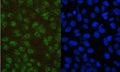 Immunofluorescent staining of FFPE human U-2 OS cells with PAX5 antibody (green) and DAPI (blue). HIER: boil tissue sections in pH6, 10mM citrate buffer, for 20 min and allow to cool before testing.