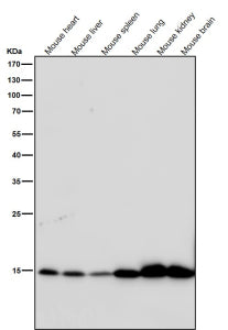 Western blot testing of mouse samples using the Histone H3 (acetyl K9) antibody at 1:2000 dilution for 1 hour at room temperature. The expected molecular weight of Histone H3 (acetyl K9) is at 15 kDa.