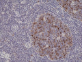 IHC testing of FFPE human tonsil tissue with recombinant Aurora B antibody at 1:1000.