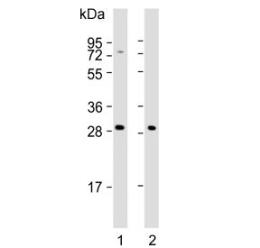 Western blot testing of human 1) K562 and 2) HepG2 cell lysate with NKG2A antibody. Predicted molecular weight: 26-40 kDa depending on glycosylation level.