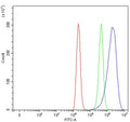 Flow cytometry testing of human ThP-1 cells with AMCase antibody at 1ug/million cells (blocked with goat sera); Red=cells alone, Green=isotype control, Blue= AMCase antibody.