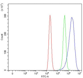 Flow cytometry testing of human ThP-1 cells with AMCase antibody at 1ug/million cells (blocked with goat sera); Red=cells alone, Green=isotype control, Blue= AMCase antibody.