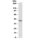 Western blot testing of human kidney lysate with Decorin antibody at 0.5ug/ml. Predicted molecular weight ~40 kDa (non-glycanated).