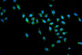Immunofluorescent staining of FFPE human U-2 OS cells with SMN1/2 antibody (green) and DAPI nuclear stain (blue). HIER: steam section in pH6 citrate buffer for 20 min.
