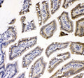 IHC staining of FFPE mouse colon tissue with TNF Receptor antibody. HIER: boil tissue sections in pH8 EDTA for 20 min and allow to cool before testing.